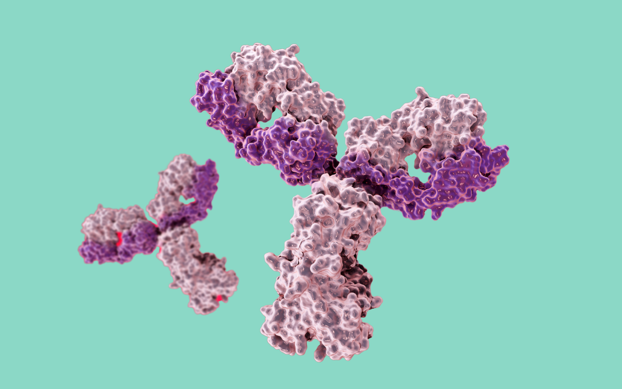 The Beginner's Guide to Antibodies